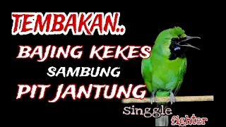 mastering cucak ijo isian bajing kekes sambung pit jantung