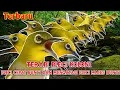 Terapi Pleci Koloni TERAMPUH Mengatasi Pleci Males Bunyi Dijamin Pleci Cepat Rajin Bunyi