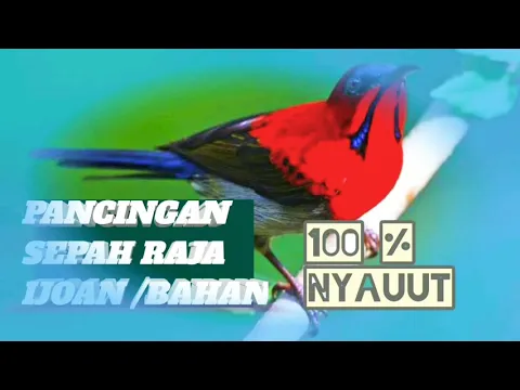 Download MP3 PANCINGAN SEPAH RAJA BAHAN / IJOAN