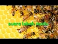 Download Lagu Suara Lebah Hutan !!!!
