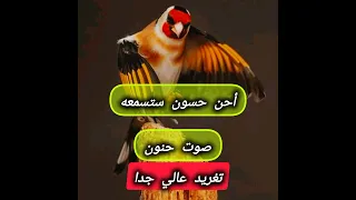 صاحب الحنجرة الذهبية المقنين الخلوي أقوى إحساس 