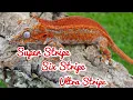 Gargoyle Gecko Morph Superstripe Ultrastripe Six Stripe