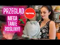Download Lagu ✨PRZEGLĄD OSŁONEK TK Maxx🪴 Mega tanie i piękne rośliny w Auchan 🌿 Gosia i Miłosz VLOG