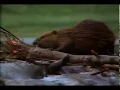 Rocky Mountain Beaver Pond - National Geographic VHS video
