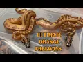 CRAZIEST FREEWAY BALL PYTHON COMBOS