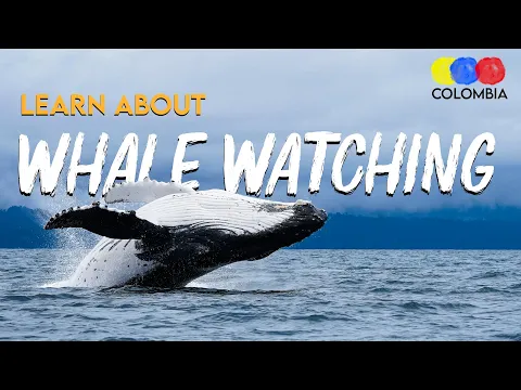 Whale Watching in Colombia | Complete Guide