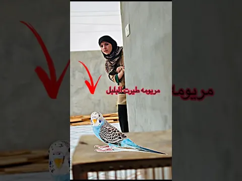مريومه طيرت البلبل وصارت كارثة 🤣 #لاتنسوا_الاشتراك_في_القناة_وتفعيل_الجرس