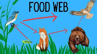 What is a Food Web