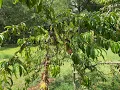 Why are my peach trees dying year after year
