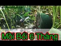 Download Lagu Bẩy quốc - Bổi nuôi 6 tháng chơi như vậy cần gì phải nuôi con