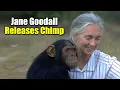 Lagu Jane Goodall Releases Chimp