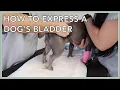 Learn To Express A Dog s Bladder In 3 Minutes
