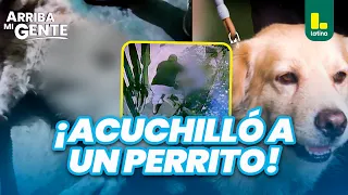 Vecino acuchilla perrito por ladrarle a su mascota y ahora necesita una operación | Arriba Mi Gente