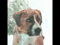 Download Lagu “ Human’s best friend “ - [ Камин - EMIN \u0026 JONY (Slowed Reverb)]