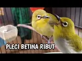 Download Lagu pleci betina ribut bikin ombyokan emosi