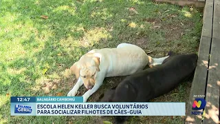 Escola Helen Keller busca voluntários para socializar filhotes de cães-guia