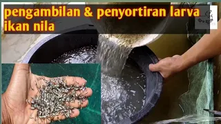 Download pengambilan \u0026 penyortiran larva ikan nila. #biofloc #ikannila MP3