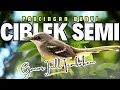 Download Lagu CIBLEK SEMI GACOR ! PANCINGAN BUNYI CIBLEK