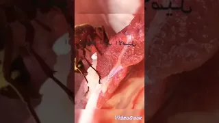 دبور يأكل اللحم 