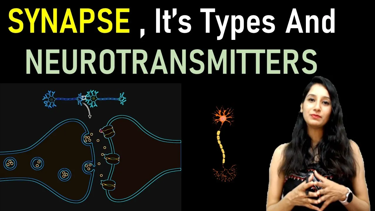 Synapse, its types and Neurotransmitter I Nervous system I Synaptic transmission I How synapse work?