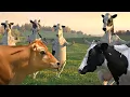 FUNNY COW DANCE 4 │ Cow Song \u0026 Cow Videos 2024