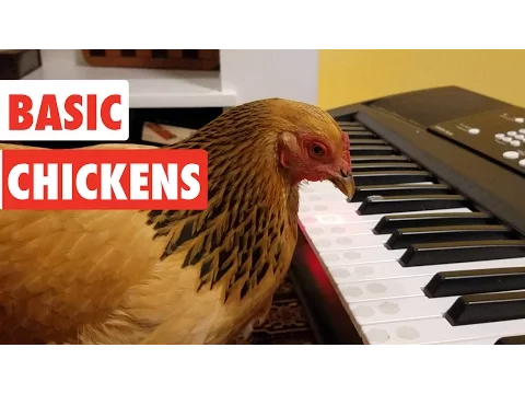 Download MP3 Basic Chickens | Funny Chicken Video Compilation