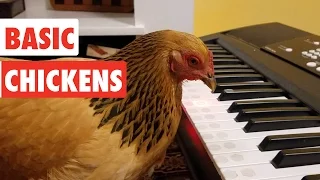 Download Basic Chickens | Funny Chicken Video Compilation MP3