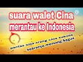 Download Lagu SUARA WALET CINA||TERBAIK VIRAL