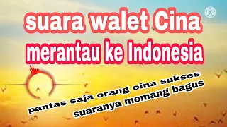 suara walet cina terbaik viral
