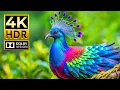 Download Lagu ANIMAL 4K Video - Incredible Dolby Vision HDR 4K 60 FPS | Cinematic Sound