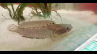 progress channa pulchra rxb 3bulan