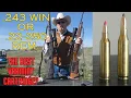 22-250 Rem vs 243 Win The Best Large Varmint Cartridge