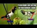 Lagu Perbedaan Jantan dan Betina Emprit Jawa
