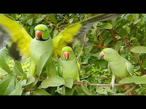 Download MP3 Ringneck Parrot Natural Sounds