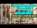 PANCINGAN ANIS MERAH BELAJAR BUNYI DENGAN SUARA NRATAK KERAS DAN NGEPLONG SANTAI DI PAGI INI