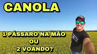 GRANDES DECISÕES PRECISAM SER TOMADAS - NÃO VAMOS PLANTAR CANOLA ESSE ANO EP-10