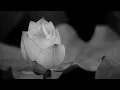 Roy Woods-Touch You