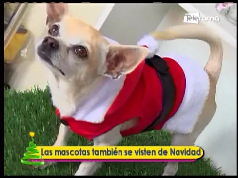Las mascotas también se visten de Navidad