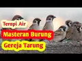 Download Lagu Masteran Gereja Tarung Jernih || Terapi Air
