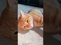 Download Lagu Truly the most awesome cat, just like their humans!\