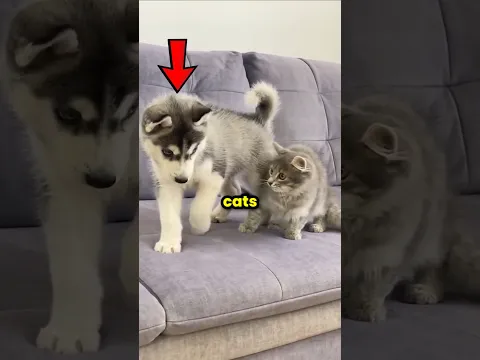 Dogs Are Obsessed With Cats 🐕 🐈
