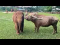 Download Lagu Wan Mai \u0026 her Bestie ❤️💙💚🐃🐘- EleFlix