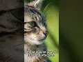 Download Lagu Cat secret #cod #music  #cat #dj  #animals #music #factvideo #animals #electronicmusic