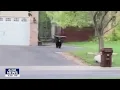 Girl films black bear in Minnesota neighborhood FOX 9