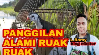 Download SUARA BURUNG RUAK RUAK ALAMI 2020 || UNTUK PANCINGAN. MP3