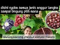 Download Lagu Kalap di kebun ini nyoba semua jenis anggur di dunia keseruan kita mulung chesnut lagi sampai malam