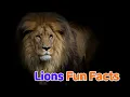 Lions Fun Facts