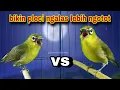 Download Lagu Pleci Gacor Ngalas Nembak Memancing Lawan,Bikin Pleci Nembak Lebih Ngotot