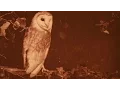 Download Lagu Wild Birds in their Haunts (1909): Amazing colour footage