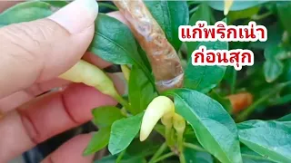 วิธีแก้ปัญหาพริกเน่าก่อนสุก โรคกุ้งแห้ง ดอกร่วงผลไม่ดกแค่ทำแบบนี้!!